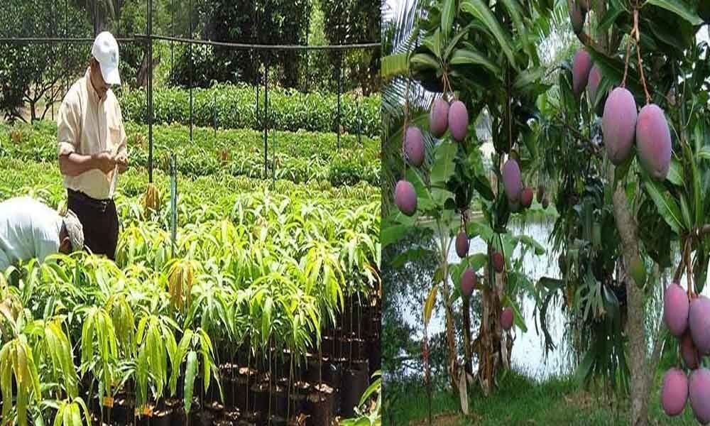 Kadapa transforming into horticulture hub