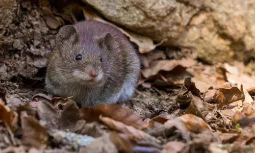 Rats more social than previously believed: Study