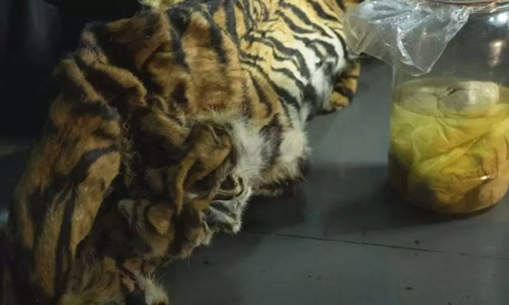 4 Sumatran tiger foetuses found in jar in Indonesia