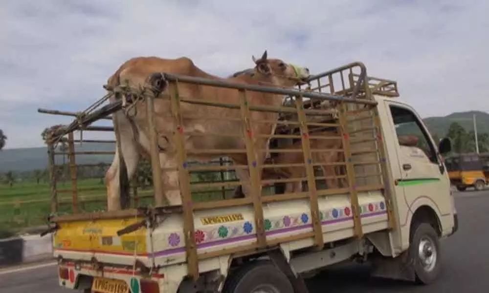 Transporting animals sans safety is crime: Transport Commissioner Sandeep Kumar Sultania