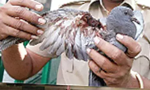 Curb use of Chinese manja, demands MLA Raja Singh Lodh