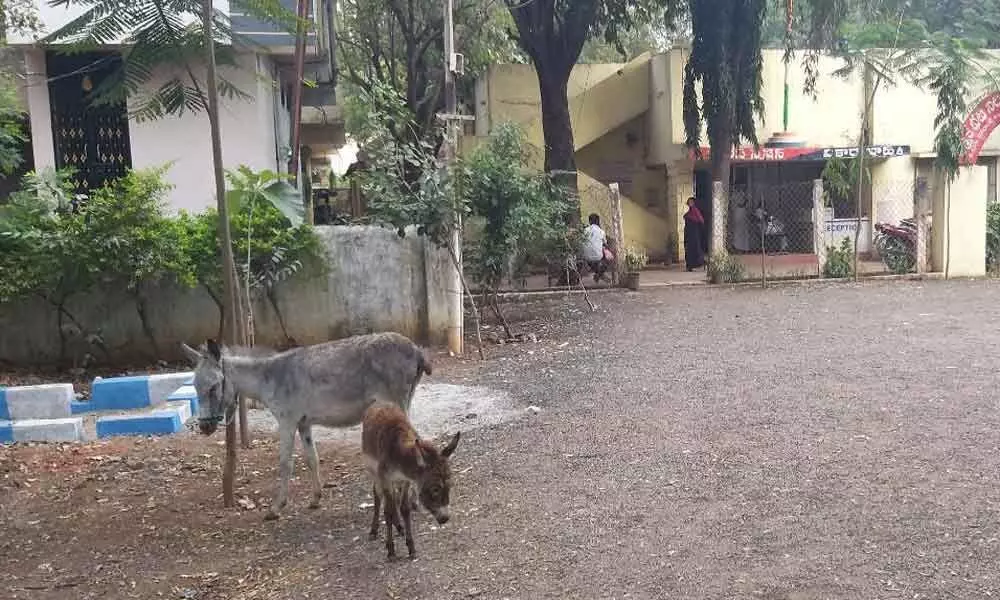 Vikarabad: Police at a loss over real owner of donkey