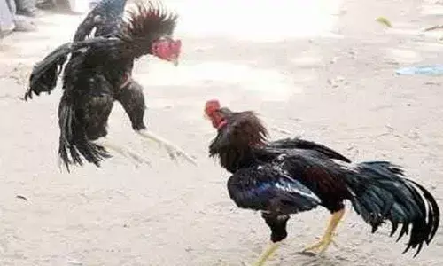 Rajamahendravaram: All set for multi-crore betting sport at Sankranti festival