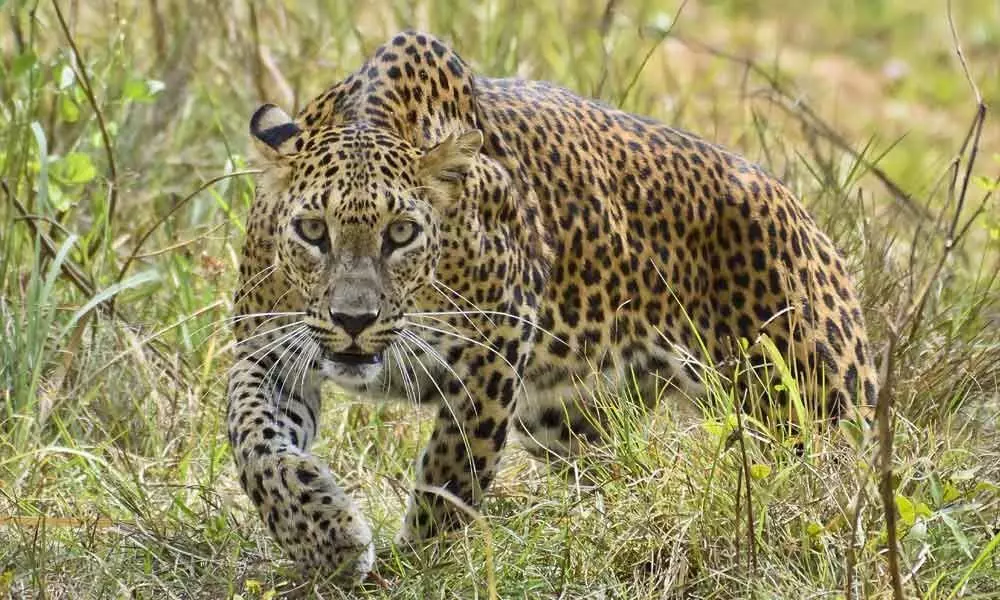 Leopard attacks on the rise in Bijnore
