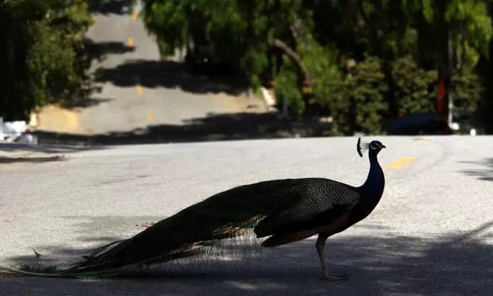 Hyderabad: Dead peacock found on road at SR Nagar
