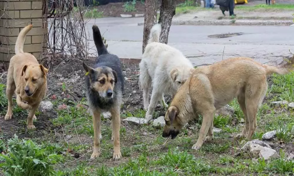 Bolarum: Stray dog menace troubles residents