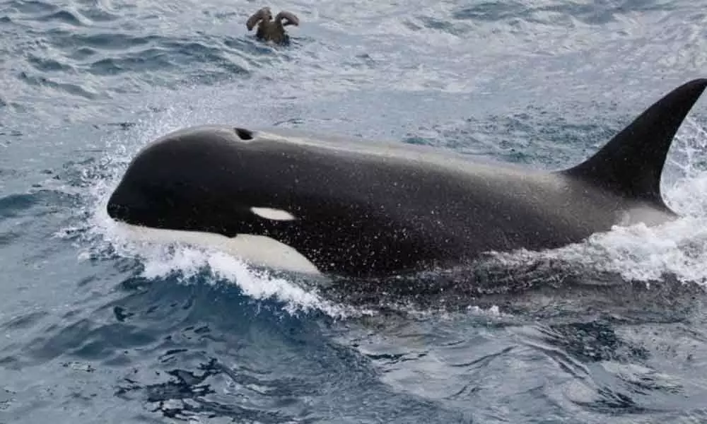 How whale body sizes are kept in check decoded