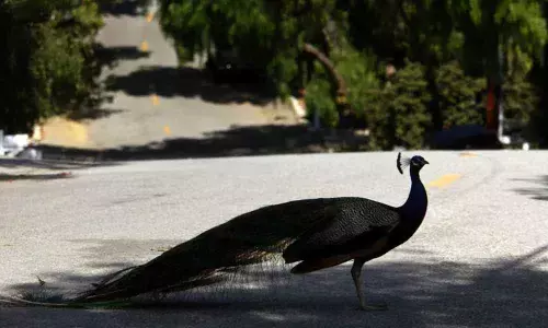 Hyderabad: Dead peacock found on road at SR Nagar