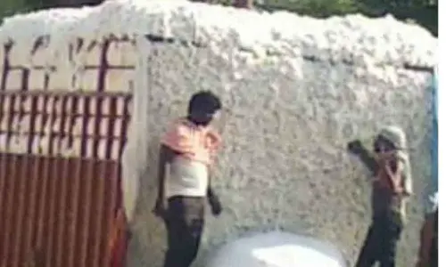 Cotton farmers reel under vicious grip of middlemen