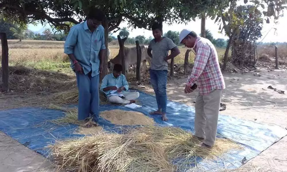 Vizianagaram: Farmers taste success with natural farming