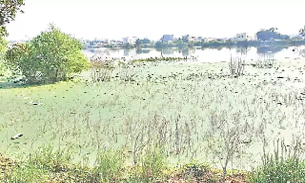Kapra: Dammaiguda Lake turns into cesspool