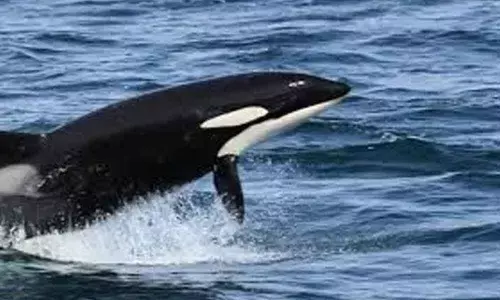 Lights on fishnets can save turtles, dolphins: Study