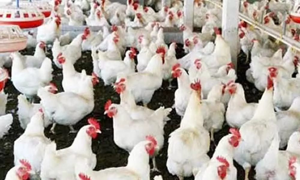 Chicken price fall puts poultry farmers in pickle