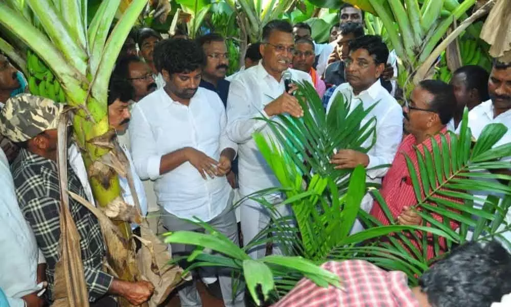 Kothagudem: Chennur farmers visit oil palms in Dammapet, Aswaraopet