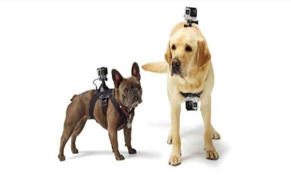 GoPro mounted dogs a new third eye