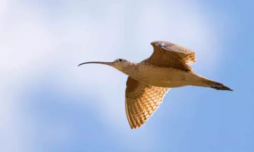 Bird migration happening faster in spring due to climate change: Study