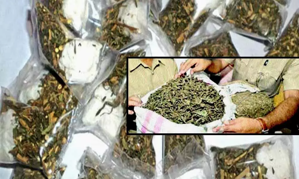 Raiway police seize 38 kg marijuana in Khammam