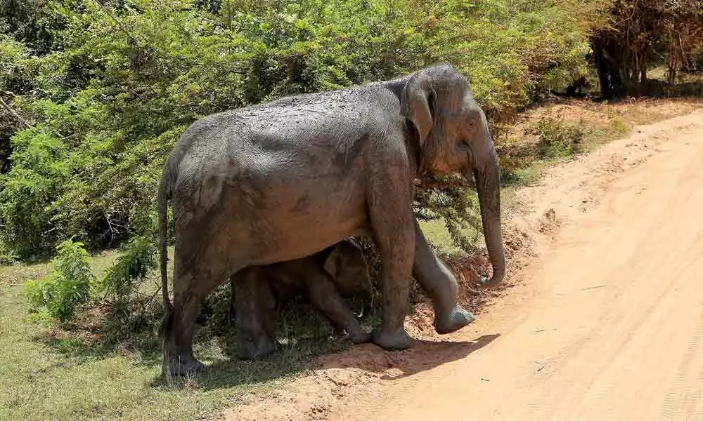 Sri Lankas man-elephant conflict kills 360 pachyderm, 100 people