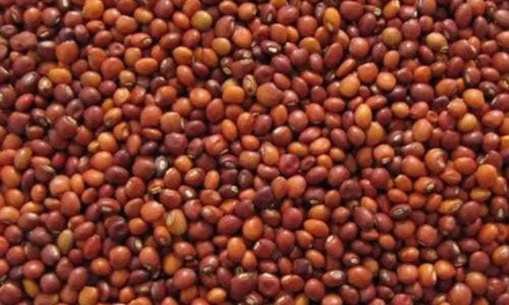 Kakinada: Support price fails to benefit pulses farmers