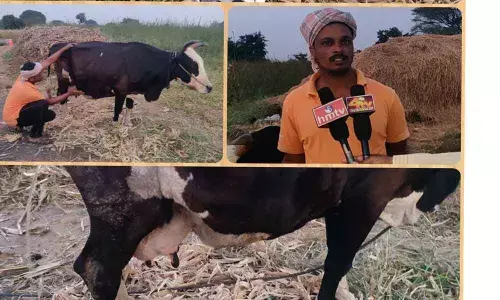 Cattle struck by unknown disease