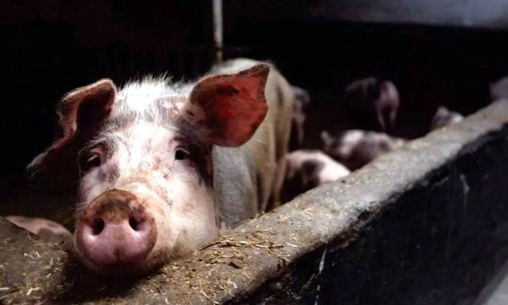 African swine fever kills nearly 30,000 pigs in Indonesia