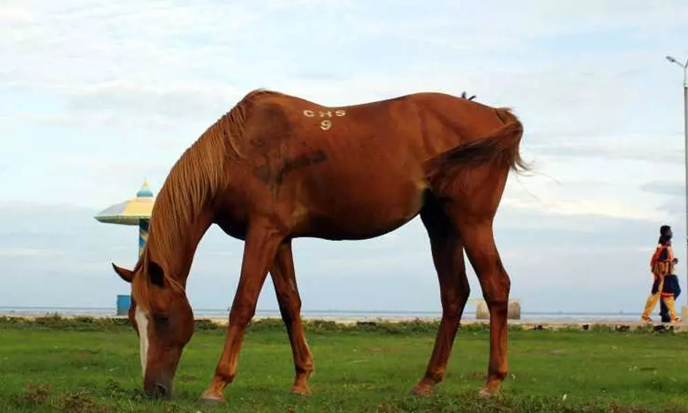 81 horses culled on Turkish island after disease outbreak