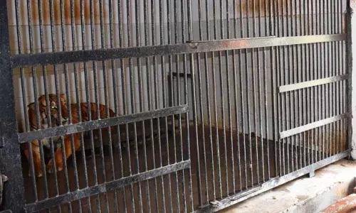 Special winter measures keep zoo inmates warm