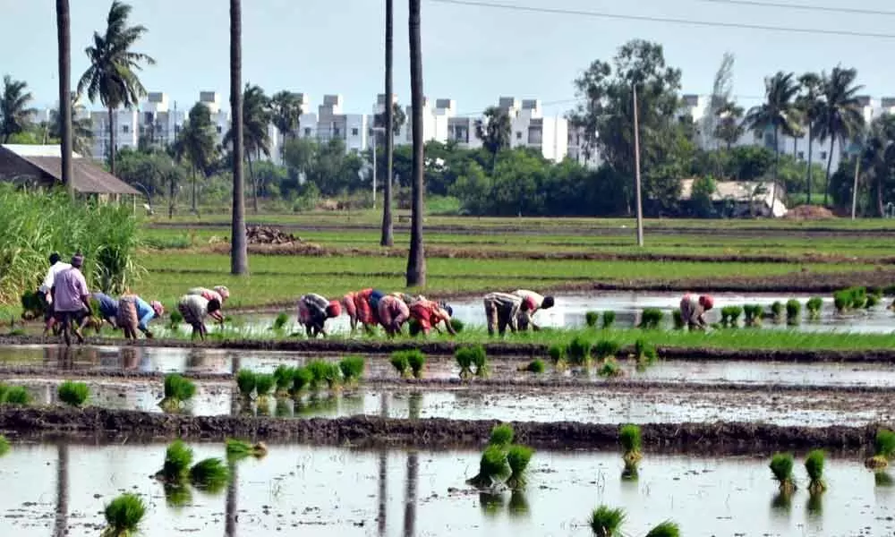 Rajamahendravaram: Farmers readying for Rabi in advance