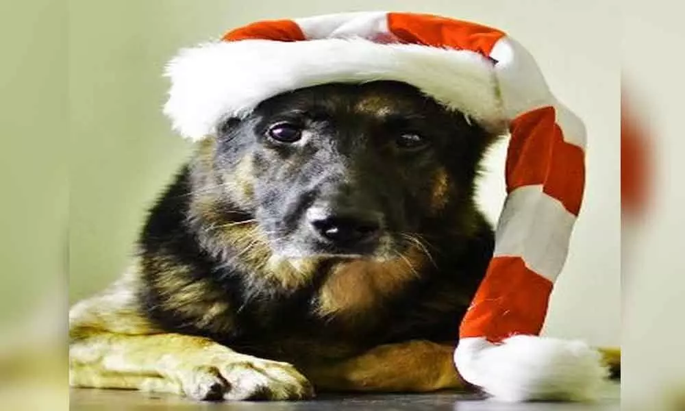 Naughty dog eats Christmas decoration, undergoes emergency surgery