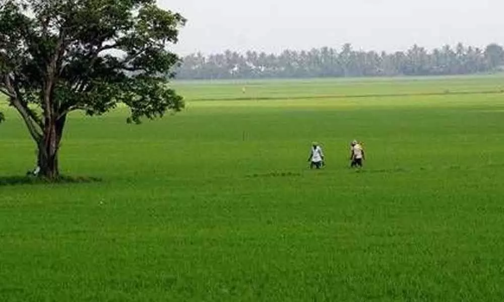 Kakinada: Farmers advised not cultivate bondalu variety of paddy