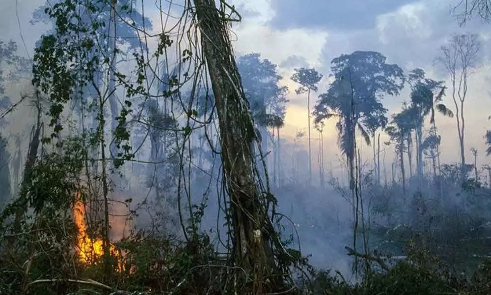 Amazon forest regrowth happening much slower