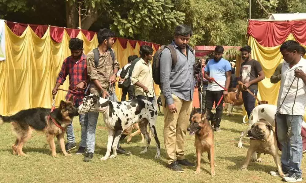 Visakhapatnam: Canines exhibit skills to bring home a trophy