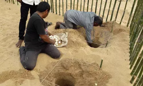 Mechanised boats deal severe blow to olive ridley sea turtles