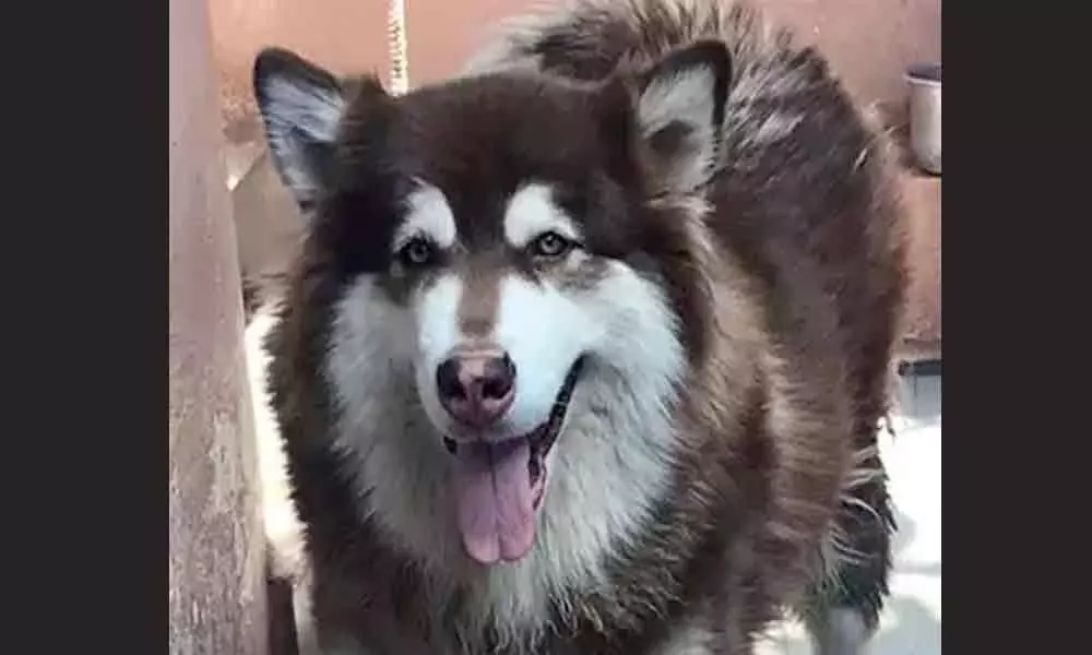 Bengalurus Missing Alaskan Malamute Dog Worth 8 Crore With 1 Lakh Reward For Whereabouts, Found!