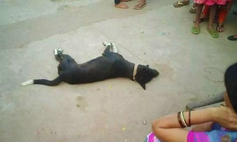Hyderabad: Man held for killing neighbours dog