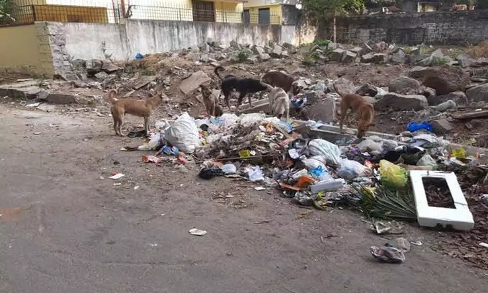 Gudimalkapur: Constant fear of strays stalks residents here
