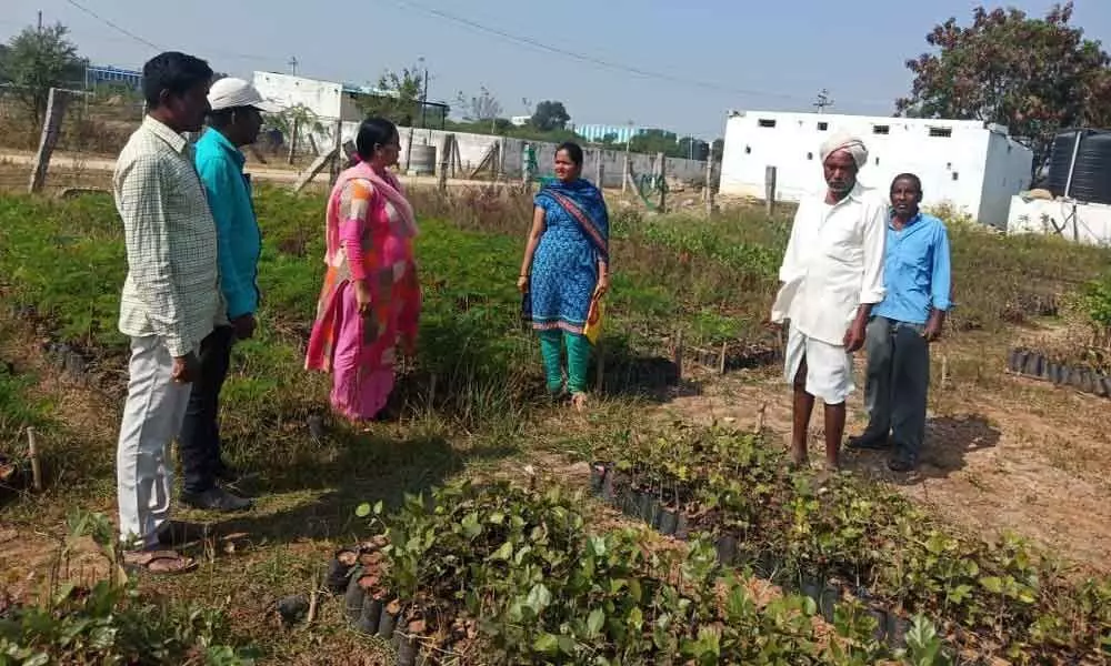 Manoharabad: Call to see every sapling lives on