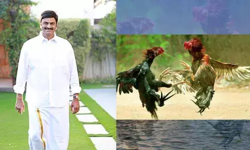 YSRCP MP urges people not to violate rules while holding Cockfightings on Sankranthi