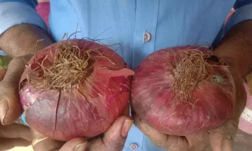 Visakhapatnam: Bigger onions take consumers by surprise