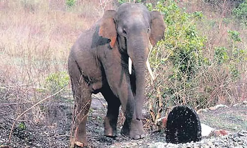 Elephant crushes a man to death during morning walk in Karnataka