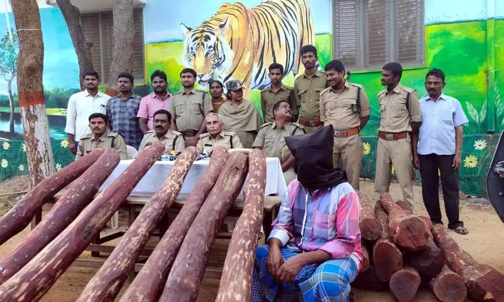 Police seized 21 red sander logs