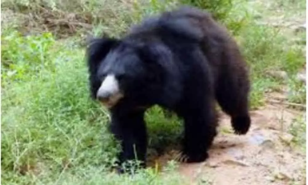Peddemul: Bear scare grips Nagulapalli
