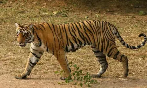 Tiger Covers 1500 Km Across Two States In Search Of Mate, Territory