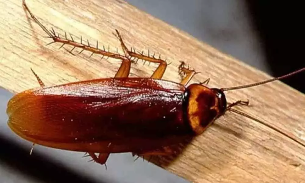 Vets help pregnant cockroach for smooth delivery