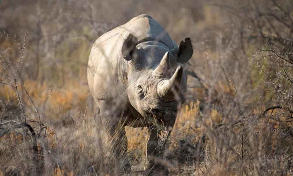 World's oldest female black rhino dies