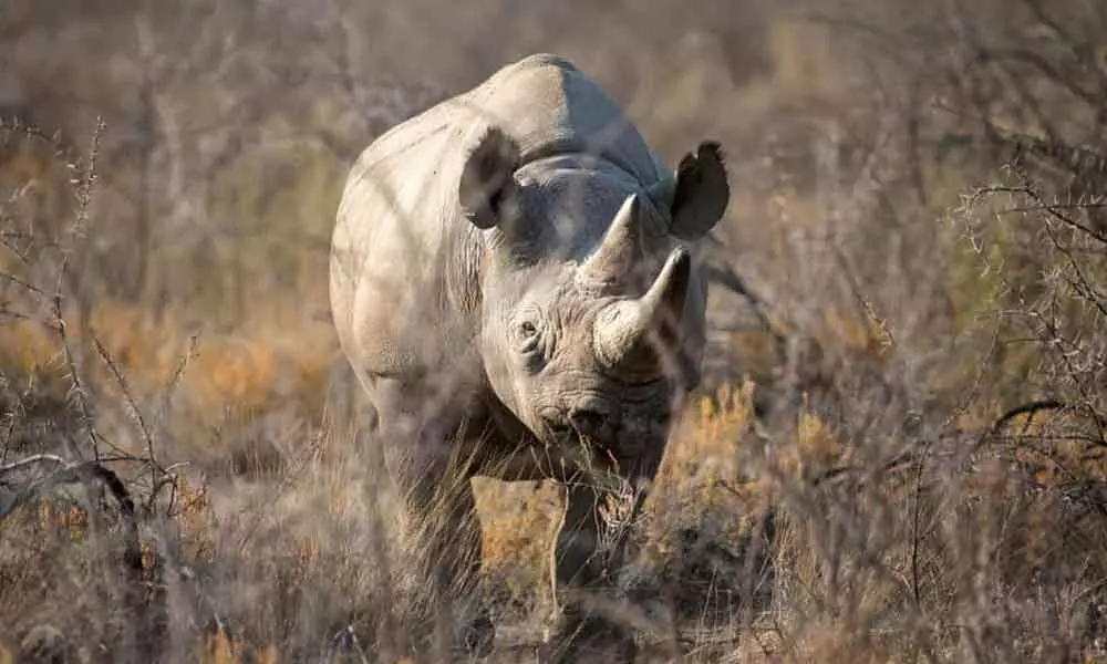 Worlds oldest female black rhino dies