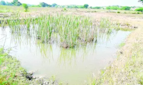 Kamareddy: Fisheries scheme fails to deliver goods