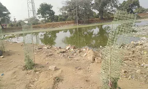 Manoharabad : Tree guards fixed to save plants