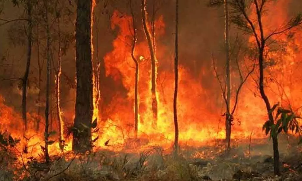 Australia bush fires kill two, several go missing