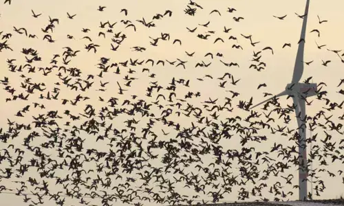 2019: More bird mysteries unraveled as warming hit the avian flight